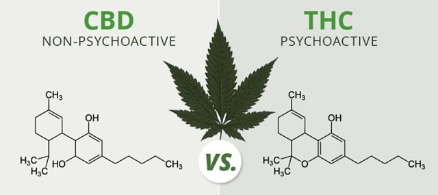 CBD vs THC Cannabidiol Tetrahydrocannabinol