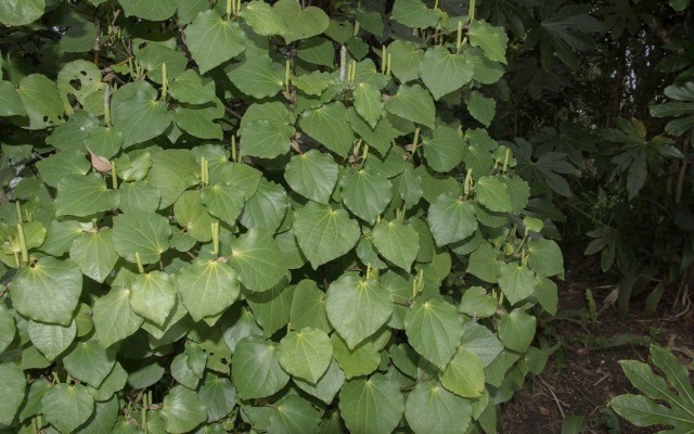Fiji Kava plant
