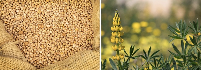 Wide Open Agriculture Australian Sweet Lupin seeds flowers ASX WOA